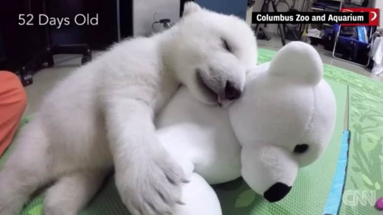 بالفيديو: ما الاسم الذي حصلت عليه صغيرة الدب القطبي؟