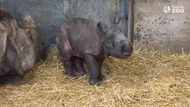 شاهد.. ولادة لصغير وحيد قرن نادر هو الأول منذ عام 1999