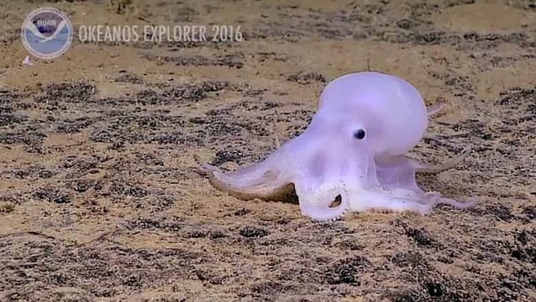 بالفيديو: أخطبوط يشبه الشبح.. اكتشف بالصدفة على عمق 14 ألف قدم تحت سطح المحيط