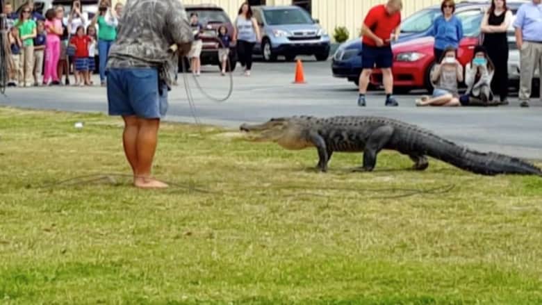 بالفيديو: تمساح ضخم يتجول في باحة مدرسة بولاية فلوريدا