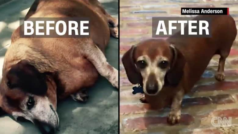 بالفيديو: كلب سمين يفقد نصف وزنه بعد خضوعه لنظام غذائي صارم
