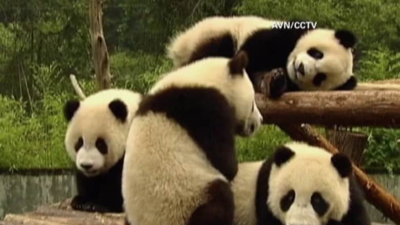 بالفيديو: الصين تستضيف دورة تدريبة عالمية من أجل الحفاظ على الباندا
