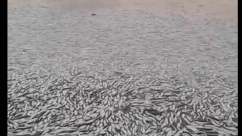 بالفيديو: ظهور أطنان من أسماك السردين النافقة على شواطئ تشيلي