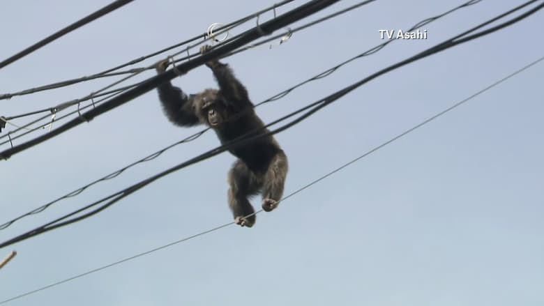 شاهد.. مطاردة درامية مع قرد "شامبانزي" على أسلاك خطوط الكهرباء في اليابان 