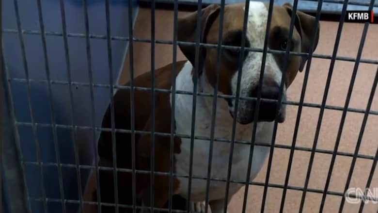 بالفيديو: كلب يقتل رضيعاً يبلغ ثلاثة أيام من العمر