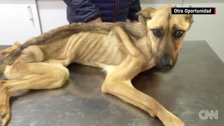 بالفيديو: كلبة تتعافى من سوء التغذية