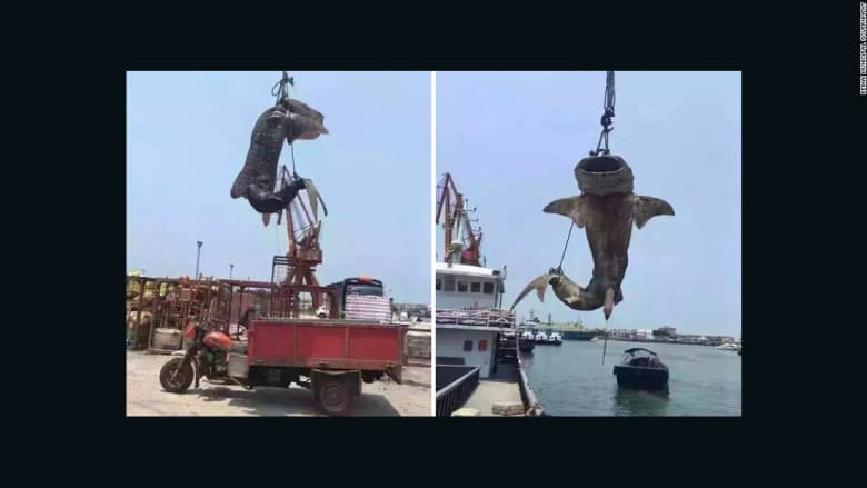بالفيديو: شنق "القرش الحوت" في الصين يثير موجة غضب