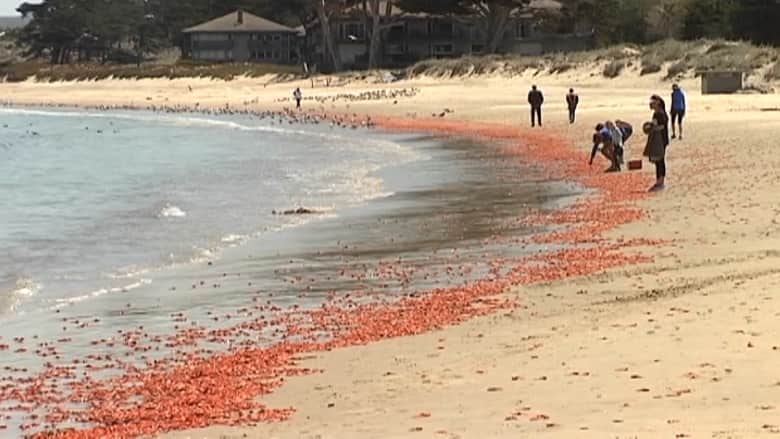 بالفيديو: ملايين سرطانات البحر تجتاح شاطئاً في كاليفورنيا