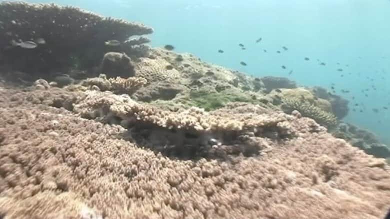 شاهد.. الشعاب المرجانية في الحاجز المرجاني العظيم تتحول الى اللون الأبيض
