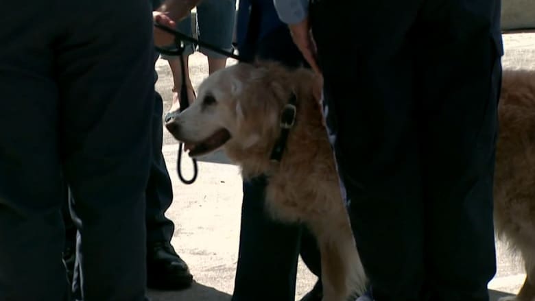 نفوق آخر كلبة شاركت في عمليات البحث والإنقاذ بهجمات 11/9