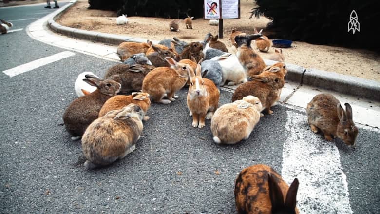 ما هو لغز جزيرة الأرانب اليابانية؟