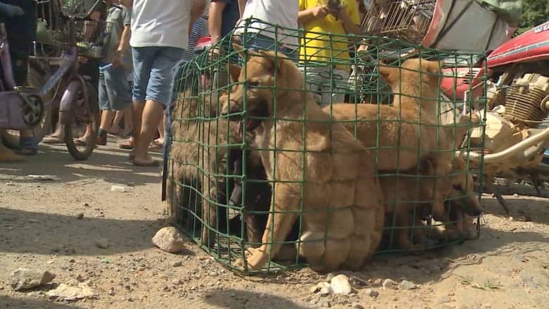 بالفيديو: مهرجان أكل لحم الكلاب في الصين يسبب غضباً عالمياً