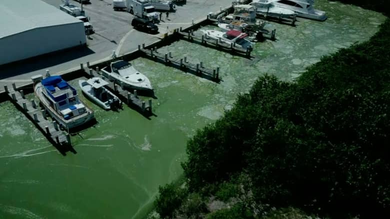 شاهد.. انتشار طحالب سامة يهدد بتخريب شواطىء فلوريدا