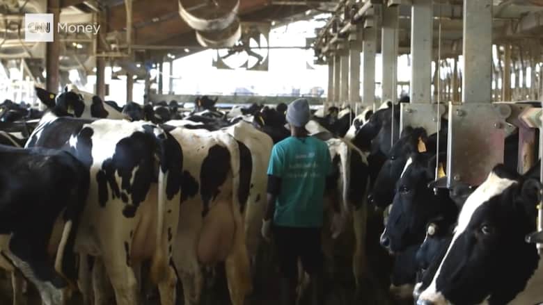 مزرعة لإنتاج الألبان تعمل على طاقة روث البقر