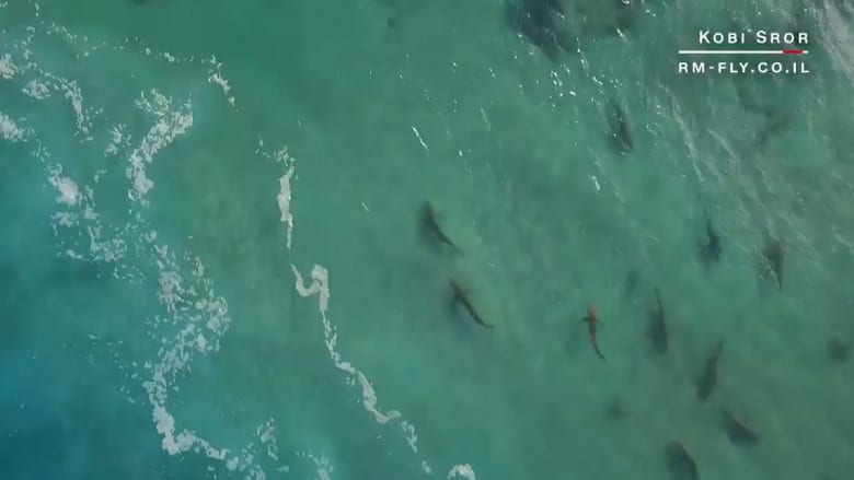 أسماك القرش تحتشد على ساحل إسرائيل