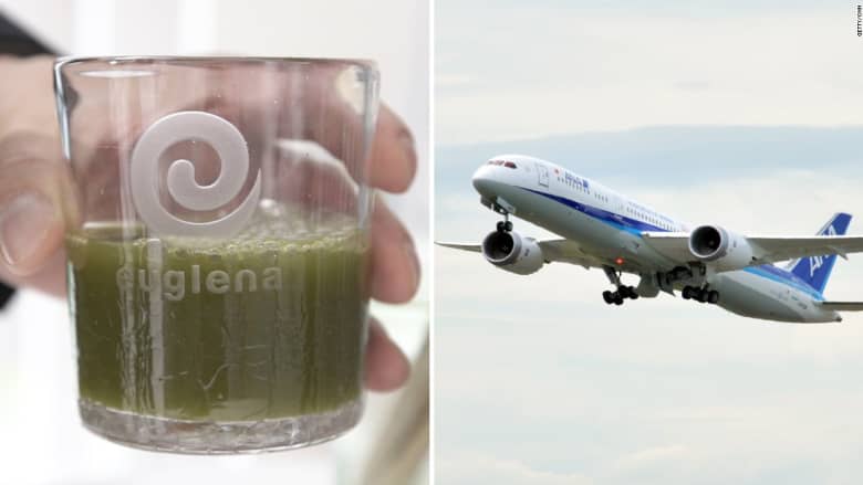 كيف تمكنت هذه الشركة من تحويل الطحالب إلى وقود للطائرات؟