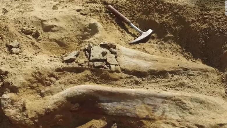 شاهد.. عمال بناء يعثرون على بقايا ديناصور عمره 66 مليون عام