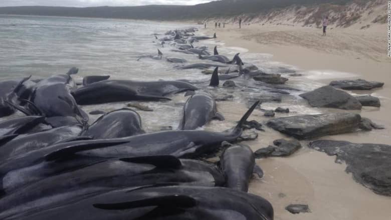 شاهد.. جنوح أكثر من 150حوتا قبالة شاطئ في أستراليا