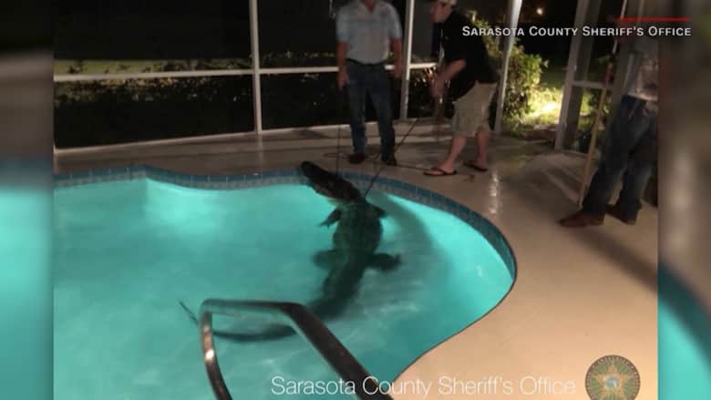 شاهد.. تمساح يسبح في منزل.. وشرطة تنقذ متهماً كانت تلاحقه!