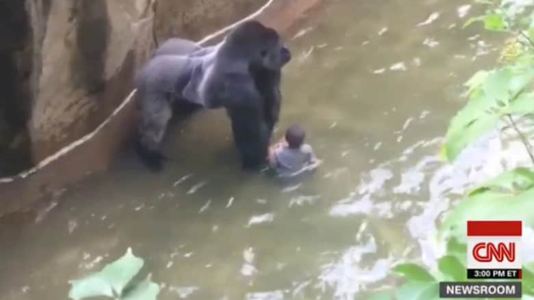 شاهد ماذا حدث لطفل انزلق في حديقة حيوان والتقطه غوريلا
