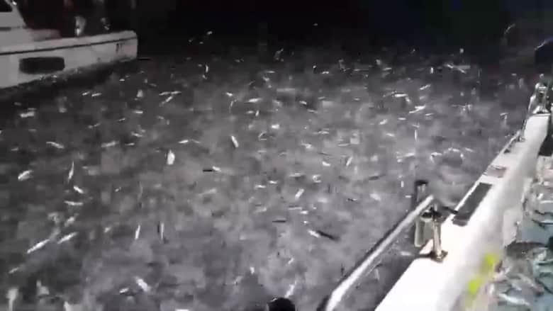 آلاف من أسماك السردين تقفز إلى خارج الماء.. لن تصدق السبب!