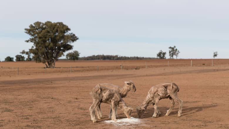 مزارع الحيوانات تعاني من الجفاف التام في أستراليا