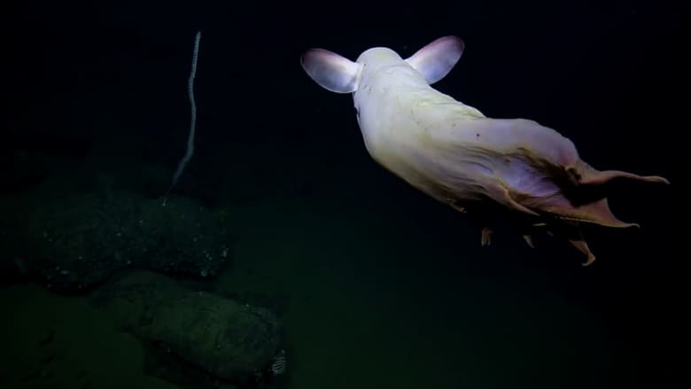 صغير وشرس.. مقطع فيديو يظهر فيه أخطبوط نادر بالمحيط الهادئ