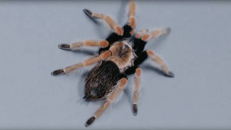 عنكبوت "الرتيلاء" المكسيكي.. هكذا يهاجم الضحايا
