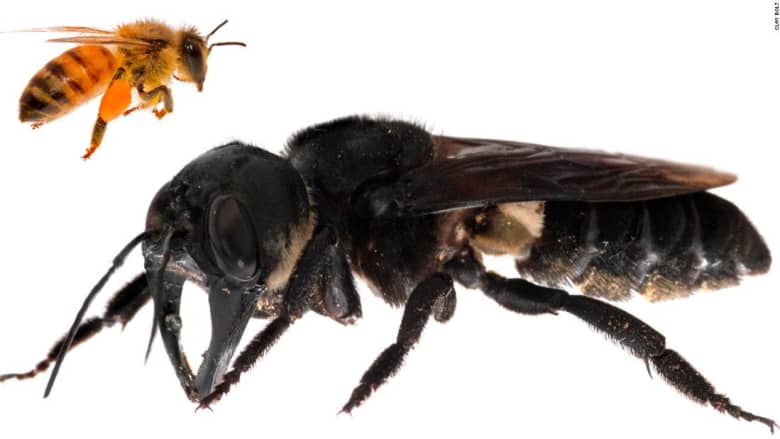 أكبر نحلة في العالم بإندونيسيا.. فكيف تبدو؟