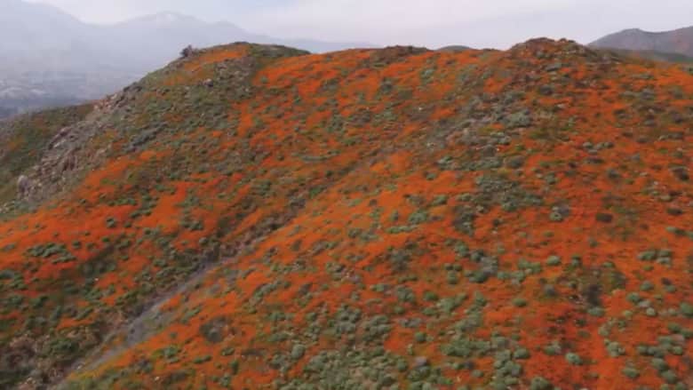 ظاهرة تحول جبال كاليفورنيا الى اللون البرتقالي.. فما هي؟