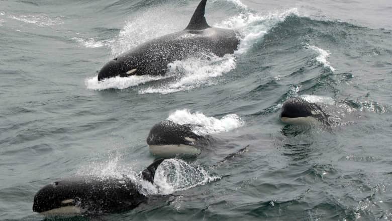 شاهد.. لقطات جديدة لنوع نادر من الحيتان القاتلة 