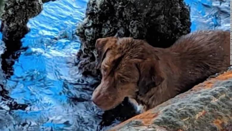 العثور على كلب يسبح على بعد 220 كيلومترات من سواحل تايلند