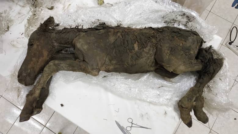 العثور على دم سائل وبول في جثة مهر عمرها 42 ألف سنة