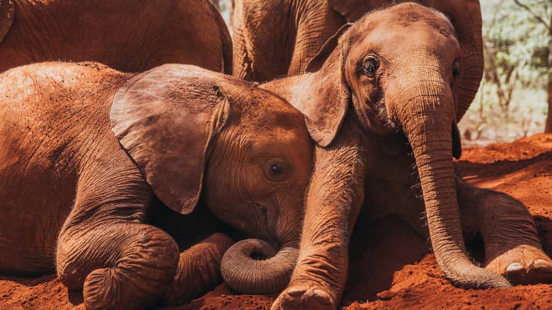 الميتم الكيني هذا ينقذ الفيلة "اليتيمة" ويعطيها حياة جديدة
