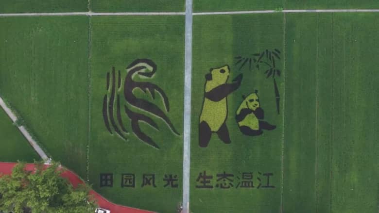 حقل أرز يتحول لقطعة قماش وصور باندا في الصين