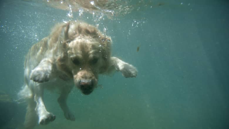 قد تكون مميتة.. ما مخاطر سباحة الكلاب في البرك في الصيف؟