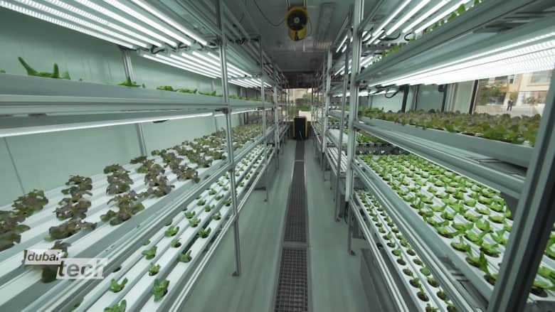 بلا تربة أو شمس.. شركة في دبي تخطط لتغيير مشهد الزراعة؟