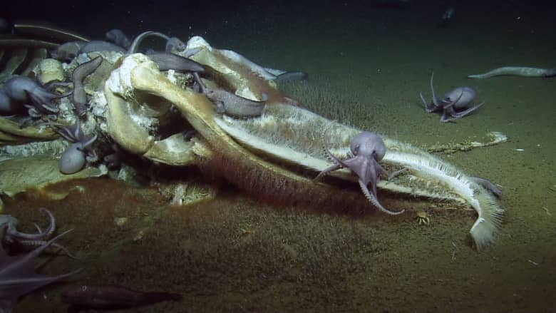جثة ضخمة في المحيط تذعر العلماء.. ما سرها؟