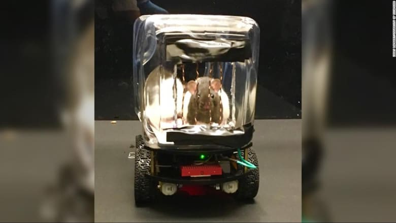 فئران تتعلم قيادة السيارات في تجربة علمية عن الصحة العقلية