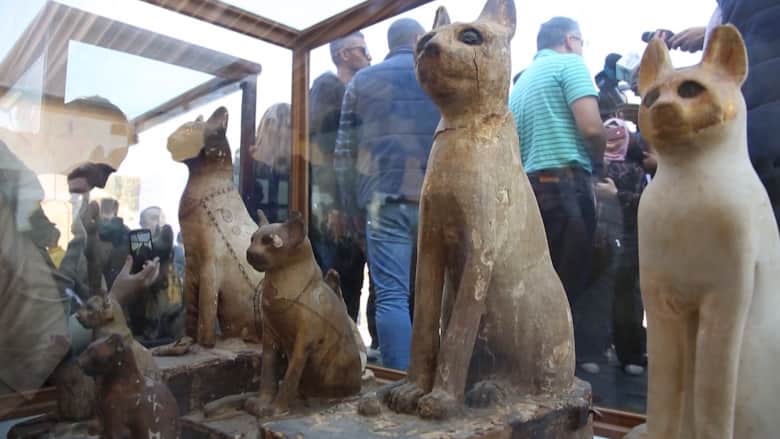 جولة على مومياوات نادرة لأشبال أسد وتماسيح وقطط في مصر
