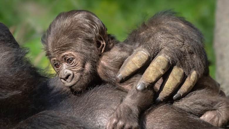 ولادة "تاريخية" لطفلة غوريلا في حديقة حيوانات بأمريكا