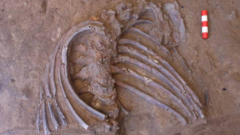 هيكل عظمي من 70 ألف عام قد يكشف طقوس الدفن للإنسان البدائي