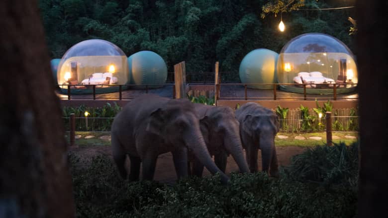 منتجع يتيح لك الفرصة لقضاء ليلة في فقاعة بجانب الفيلة في تايلاند