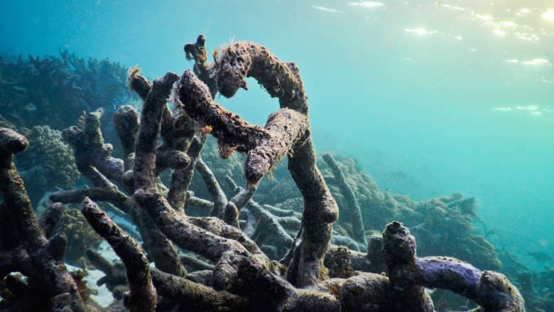 الحاجز المرجاني العظيم الأكثر تضرراً في التاريخ