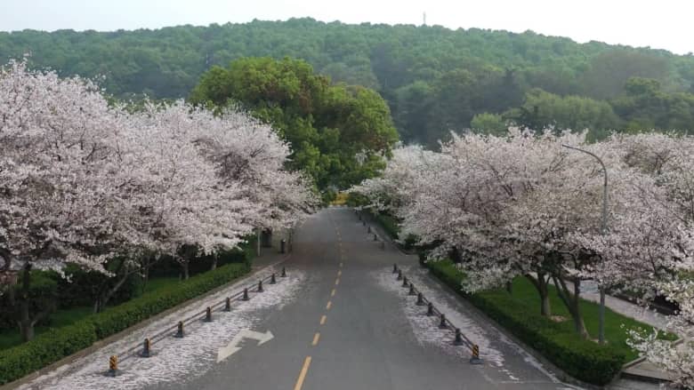 أزهار الكرز في ووهان الصينية تستعد لإنهاء الإغلاق بسبب فيروس كورونا