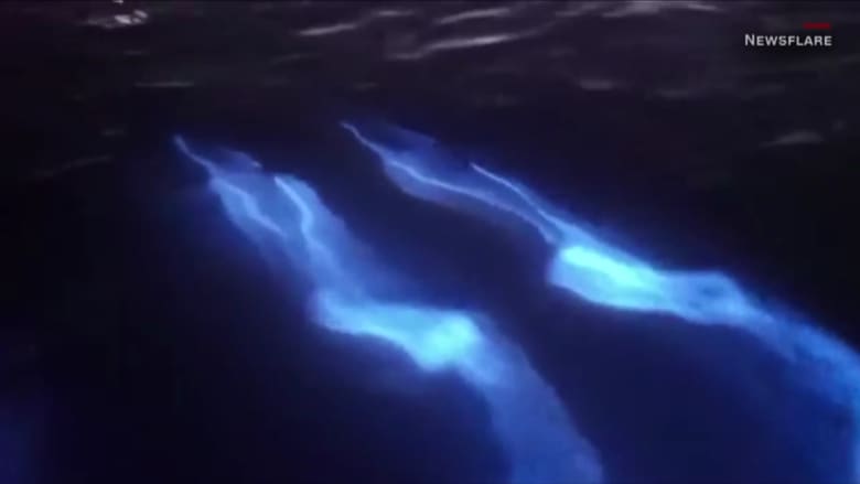 في لقطة نادرة.. دلافين متوهجة في الظلام تسبح عبر المحيط