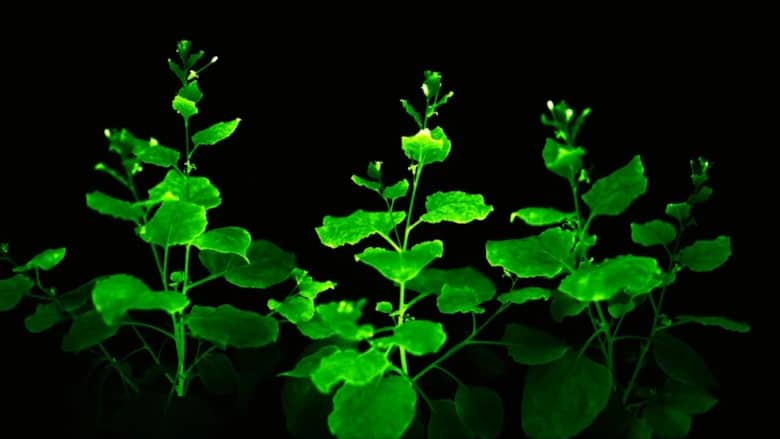 علماء يبتكرون نباتات تتوهج في الظلام