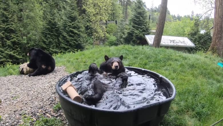 توقف عن ما تفعله وشاهد كيف يستمتع هذا الدب باستحمامه