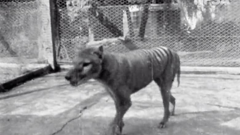 200519090530-01-thylacine-tasmanian-tiger-grab.jpg
