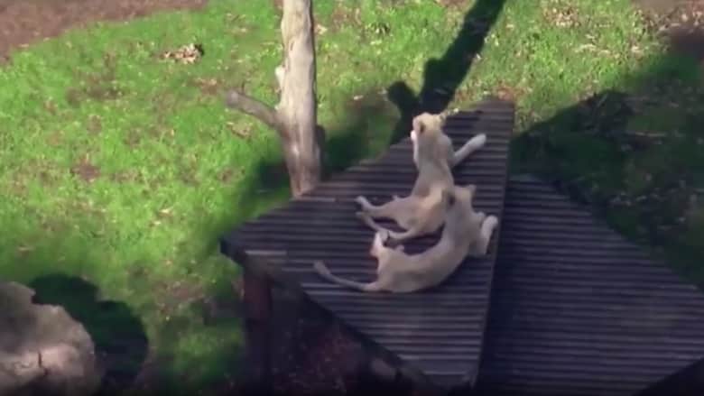 أسود تهاجم بشراسة حارسة في حديقة حيوان بأستراليا